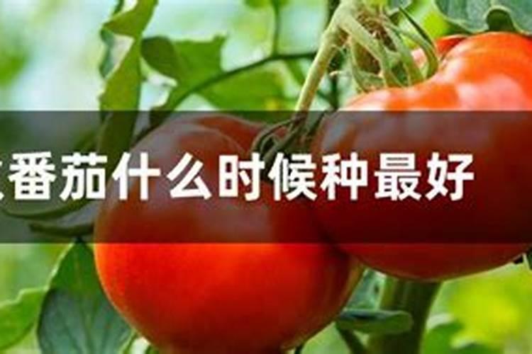 如何挑选、施用“有机质水溶肥”