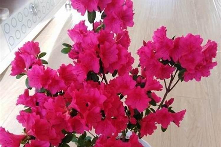 杜鹃花忘记浇水了。三个主干,中间的那个叶子虽然还没掉但很干枯了,都...