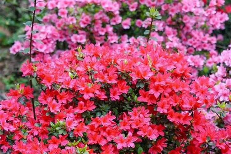 杜鹃花叶子干枯怎么办,三种方法教你如何挽救