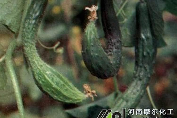 尿能不能当氮磷钾复合肥