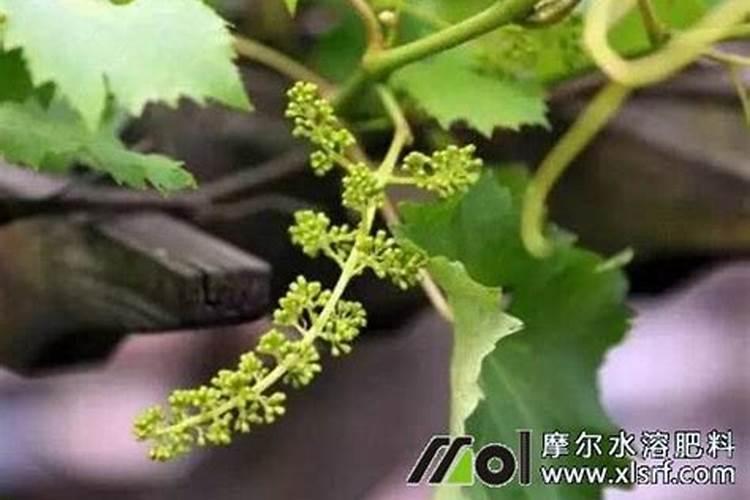 第一年葡萄小苗施什么肥(刚种葡萄苗用什么肥料长得快)