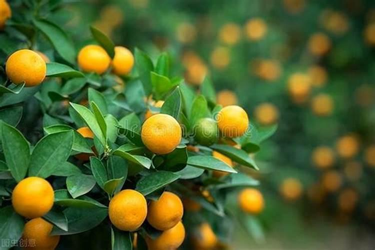 金桔树施什么肥料最好