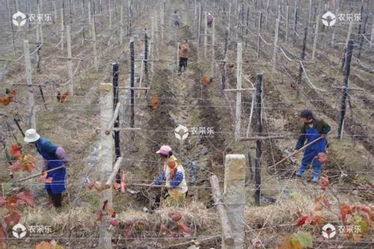 葡萄钾肥给能代水溶肥用一亩地用多少斤合适