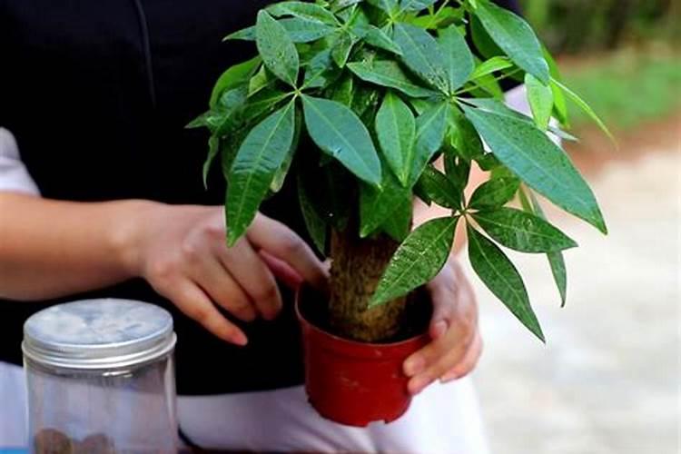 氮磷钾对马铃薯的茎叶生长和光合作用有哪些影响？