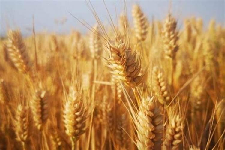 氨基酸叶面肥最好品牌