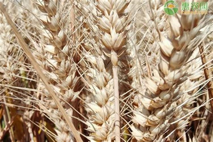 小麦分蘖期喷什么叶面肥