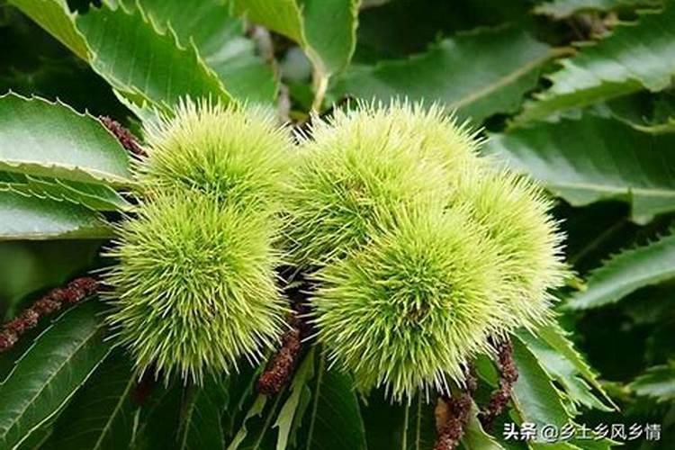 果树烂根死树的应对措施有哪些