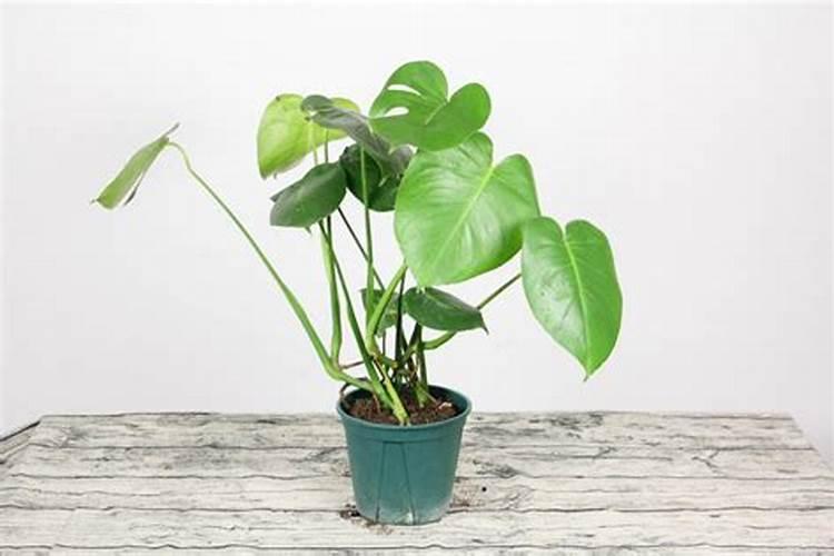 阳台龟背竹养殖方法