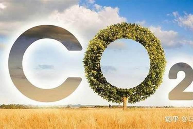 跟绿萝一样好养的植物 跟绿萝一样好养的植物有哪些