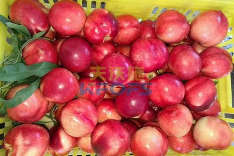 芸苔素内脂,怎样辩别真伪？