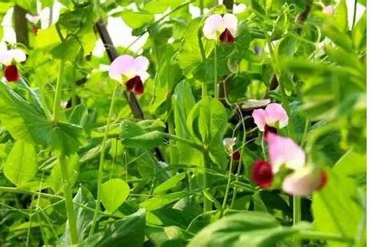 河南棉花几月份种植合适