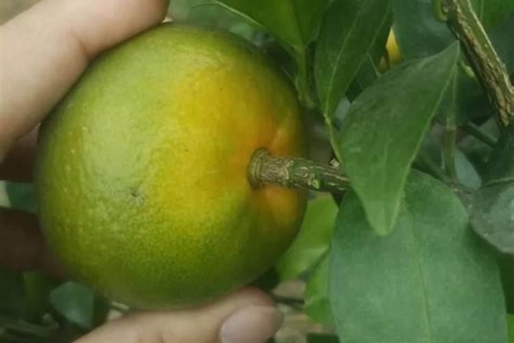 花叶喷什么又绿又亮