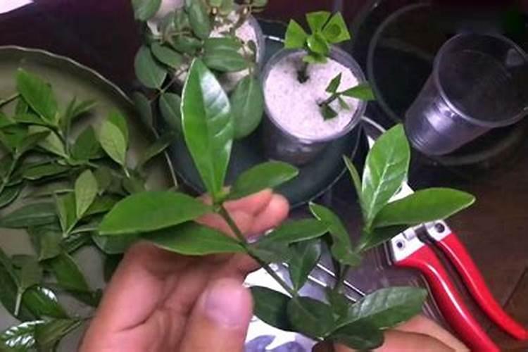 花店里的花叶子上喷的什么东西颜色那么绿