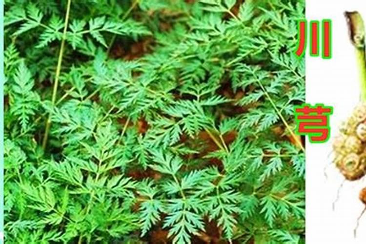 川芎种植技术？