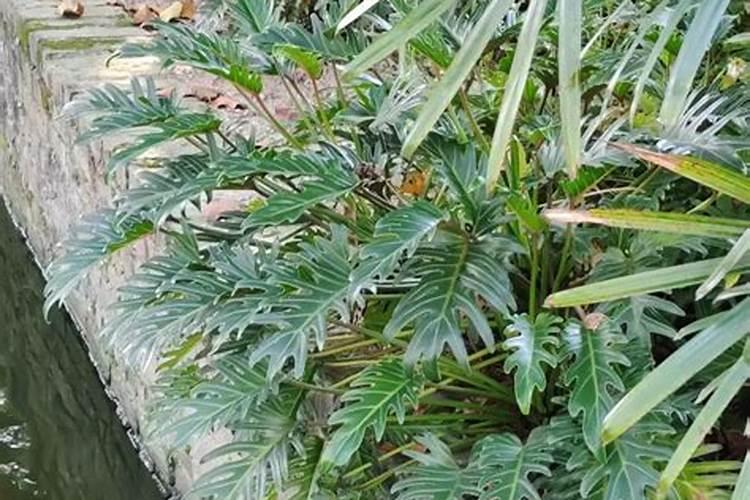 春羽叶子下垂怎么办