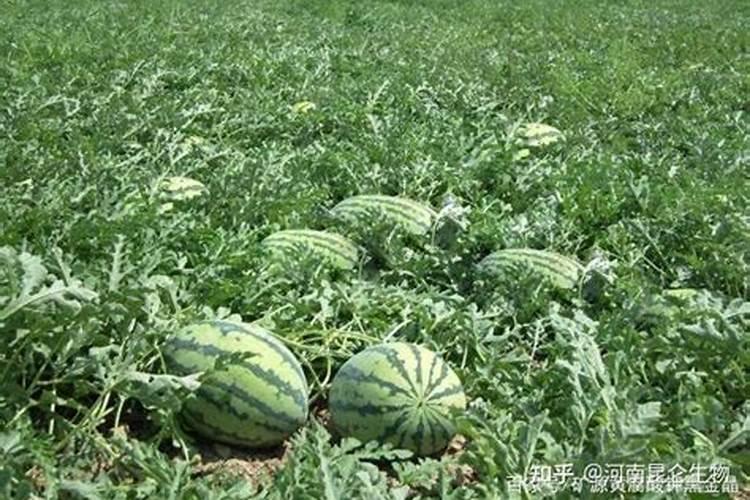 黄豆高产有必要施叶面肥吗？用什么产品好