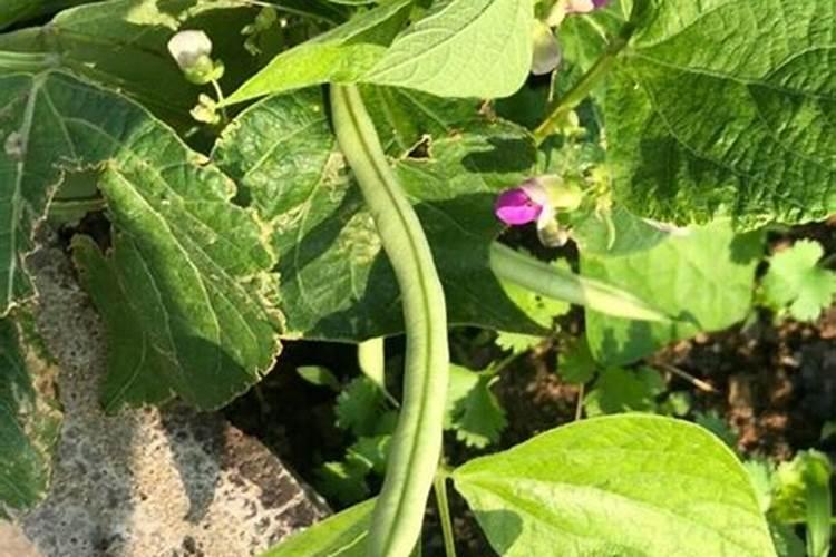 扁豆施什么肥最好