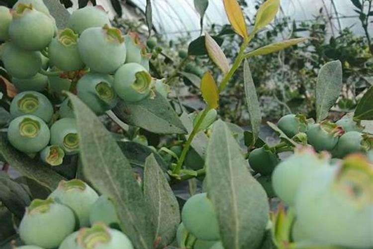 广西鹿寨化肥有限责任公司发展简史