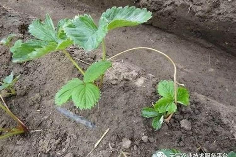 白掌用什么肥料最好