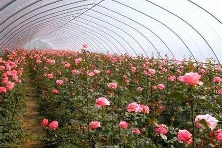 菜地上肥是天晴好还是下雨好？