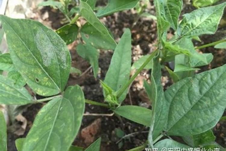 玉米什么时候使用叶面肥？玉米叶面肥喷施浓度