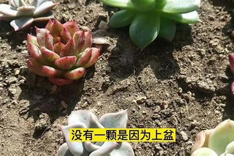 多肉移盆后多久施肥 多肉移盆后何时施肥