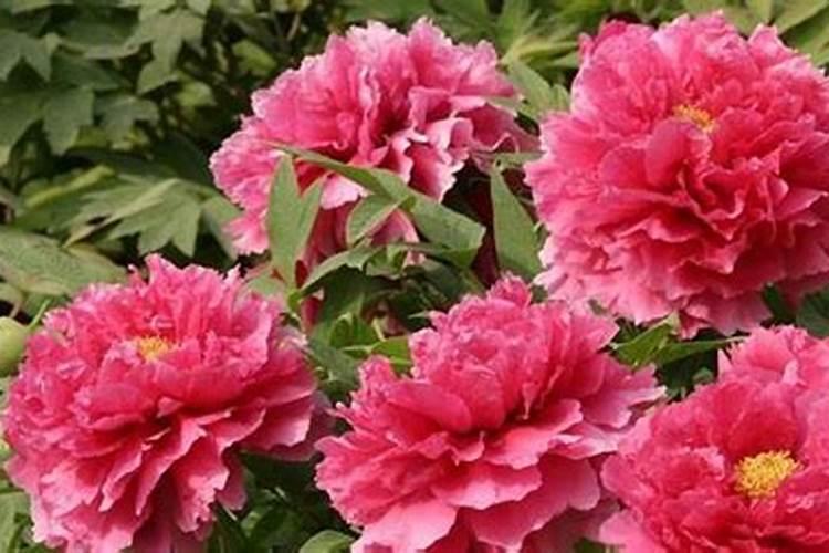 集采是什么意思