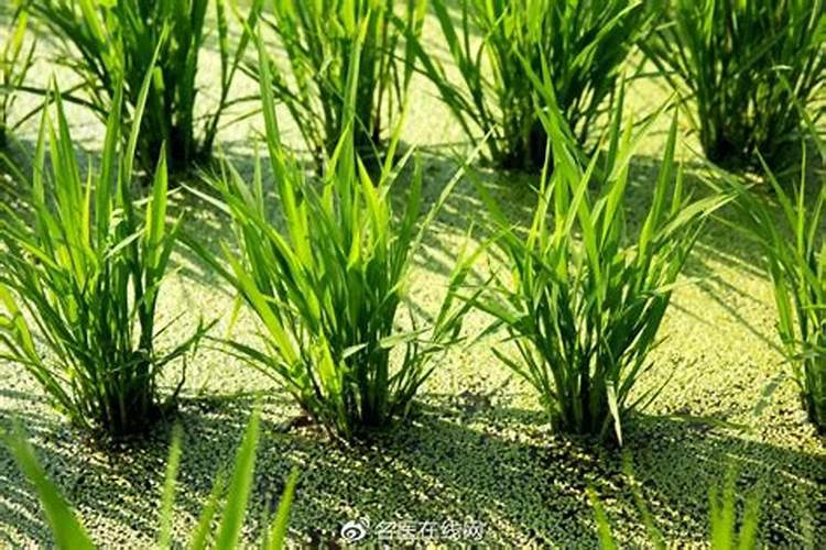 种植韭菜要怎样施肥