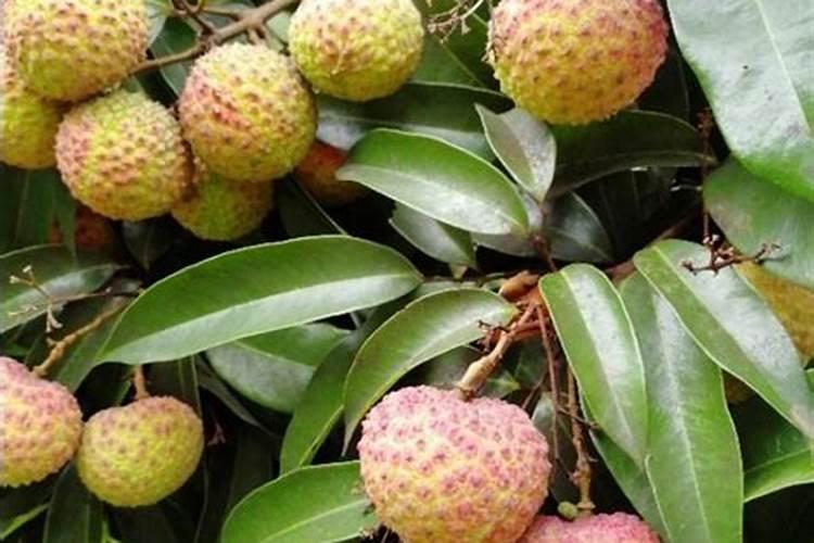 根力多化肥怎么样