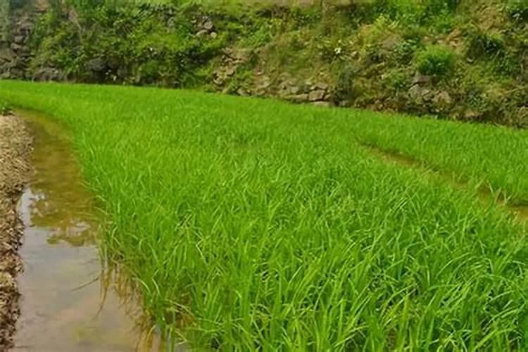 盐碱地水稻怎样施用磷钾肥？