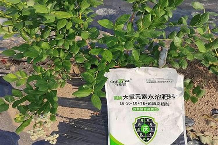 怎样给核桃树叶面喷肥？