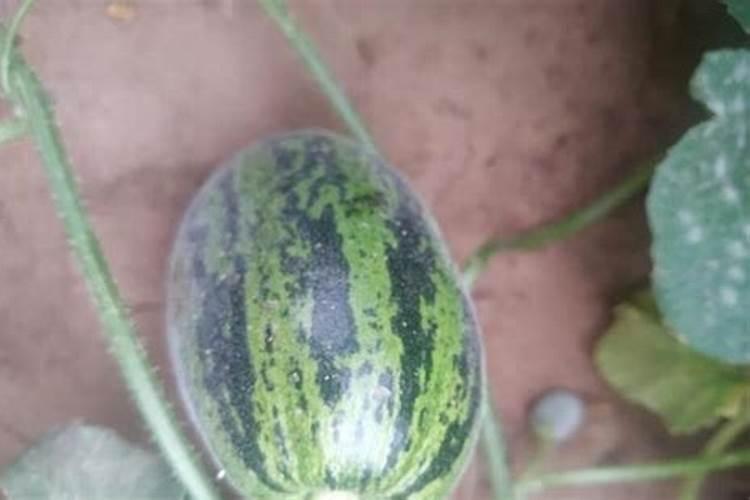 幼苗后期应如何进行叶面追肥？