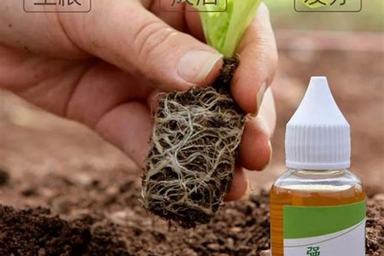 棉花戴帽出土喷什么叶面肥好？