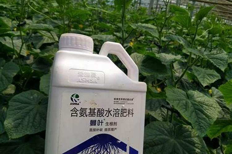 黄瓜生根最好的肥料 黄瓜生根最好的肥料介绍