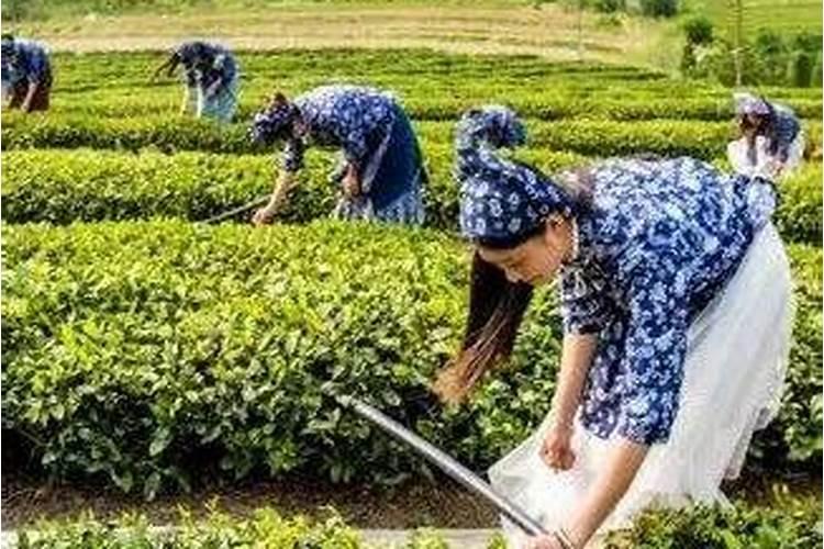 海藻肥的施用方法 注意事项有哪些