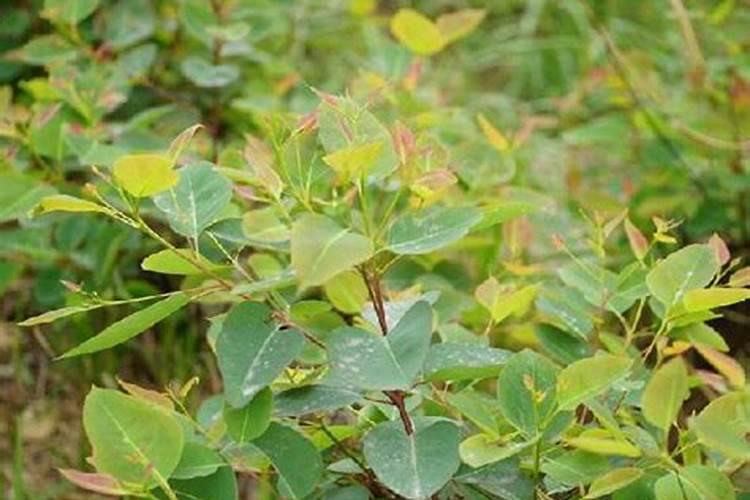 桉树的种植.怎样才能种好桉树？