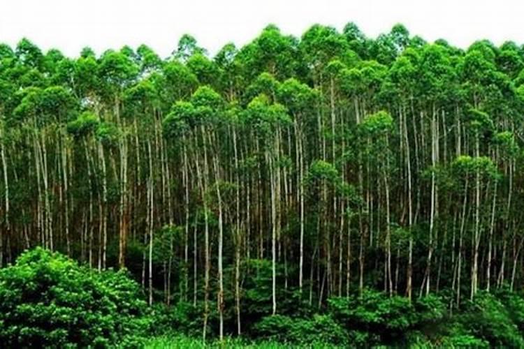 广东茂名适合种哪种桉树