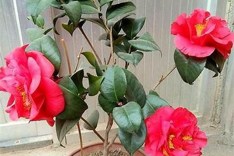 茶花开花过后施什么肥(茶花花期后怎样施肥开花多)