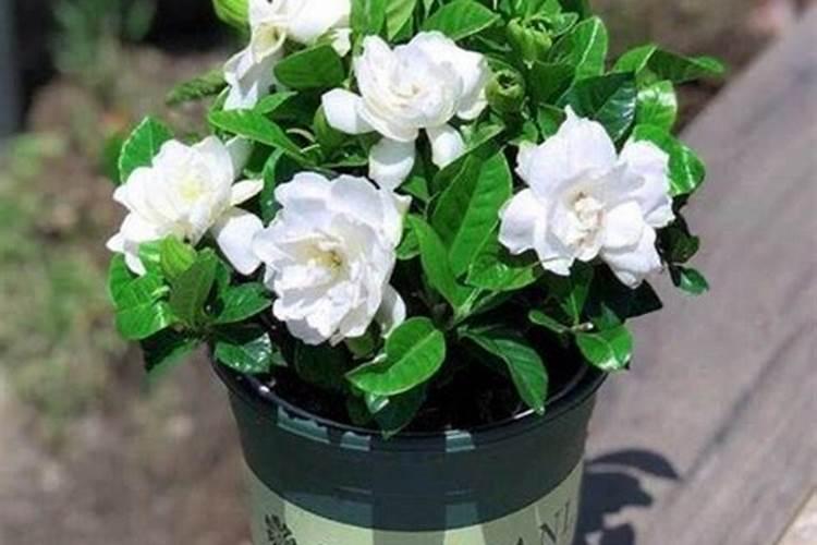 大柴旦的钾肥厂有哪些