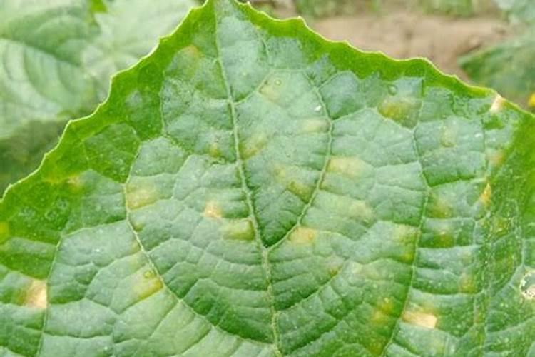 黄瓜 霜霉病用什么药