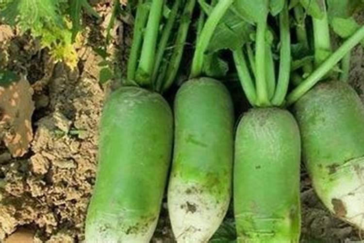 白萝卜一共要施肥几次 如何施肥产量高