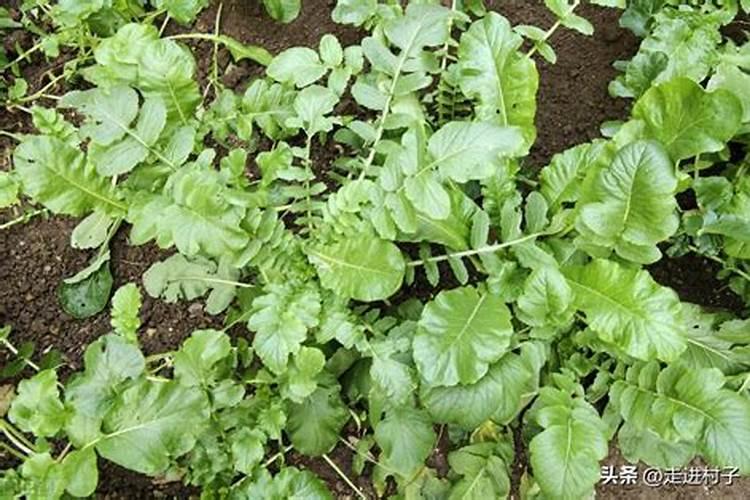 不管种植青萝卜、白萝卜还是红萝卜,肥料这样用,高产又好吃