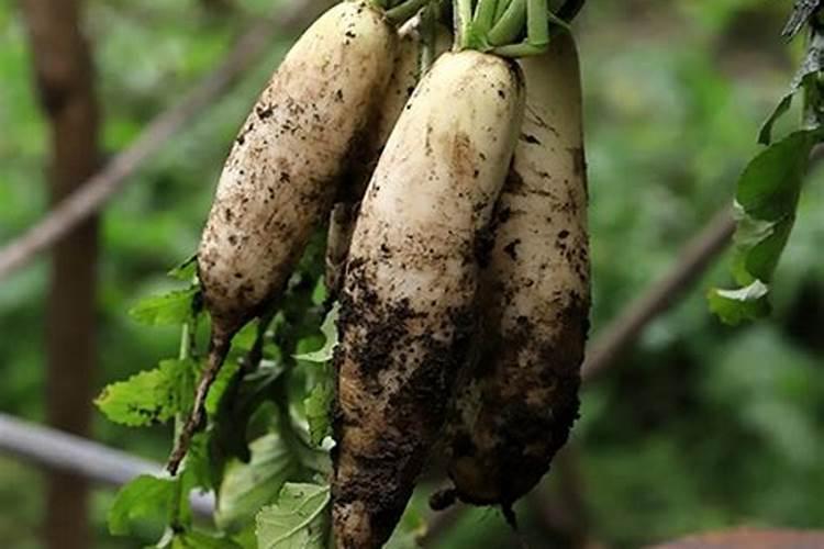 在白萝卜基肥使用上,该掌握哪些使用要领？