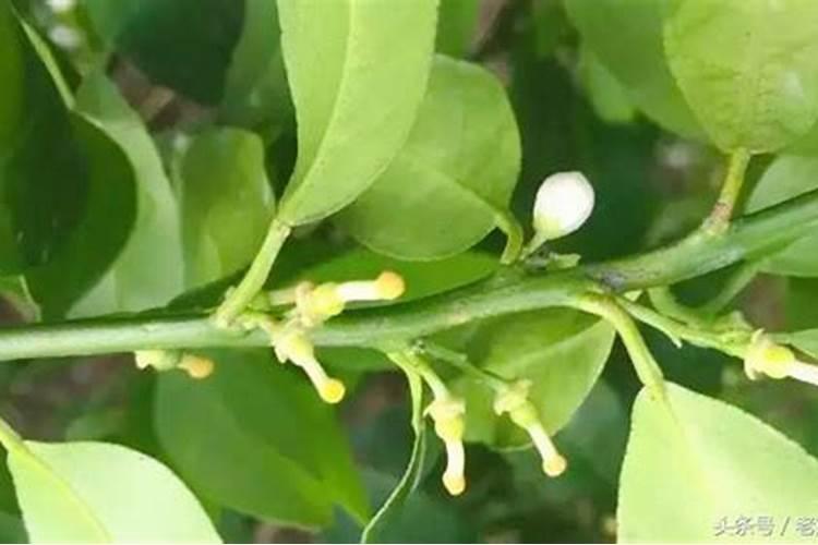 白菜需要钾肥吗