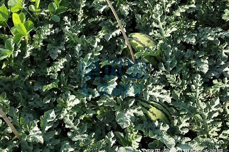 籽瓜种植时用肥须知要点是什么