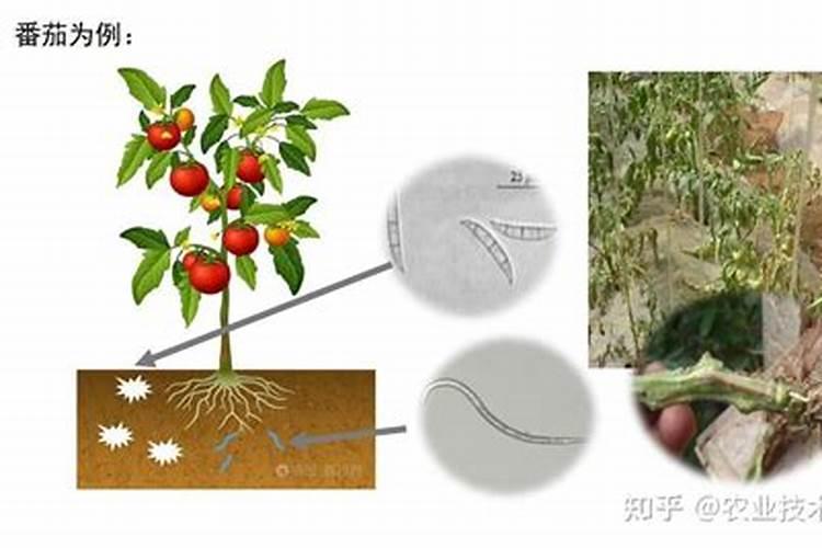 家庭养花自制肥料最简单  花草施肥用什么肥料