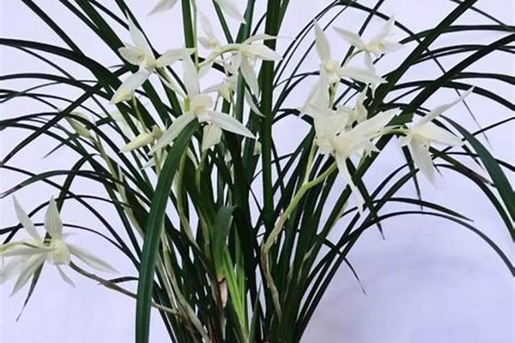 兰花冬天怎么施肥,施什么肥最好