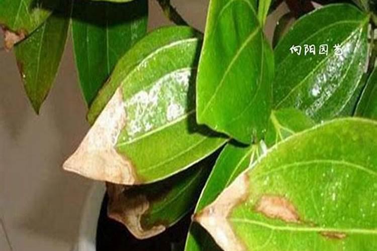 桃树膨大期专用增产叶面肥料？桃树结果期用哪种水溶肥效果好？