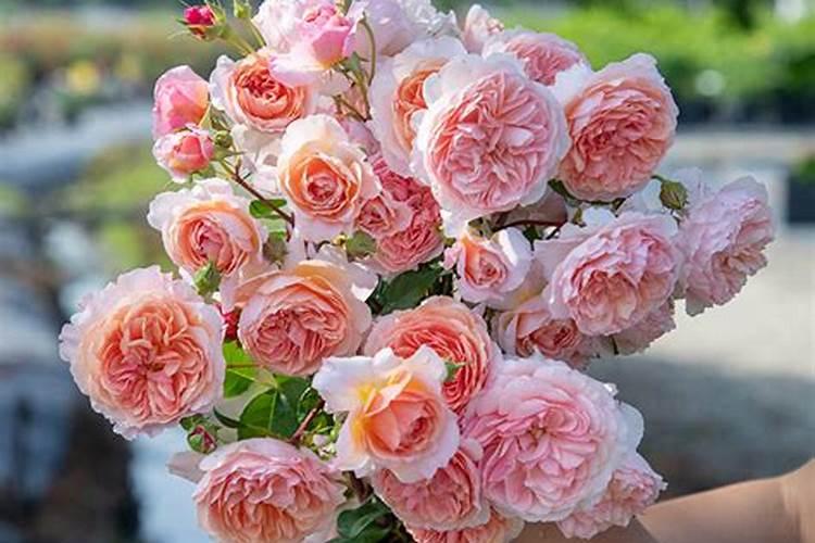 月季花用什么肥料最佳