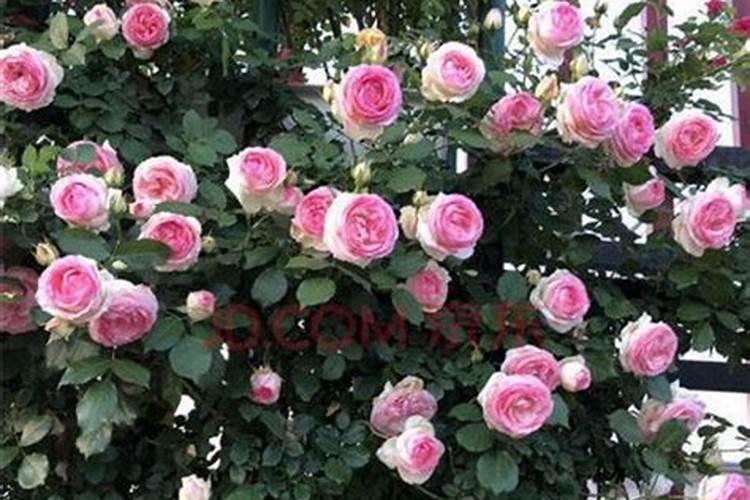 粉龙月季可以盆栽吗